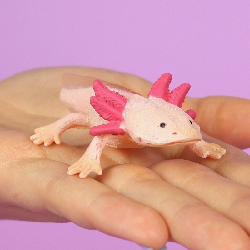 Co80015 Axolotl