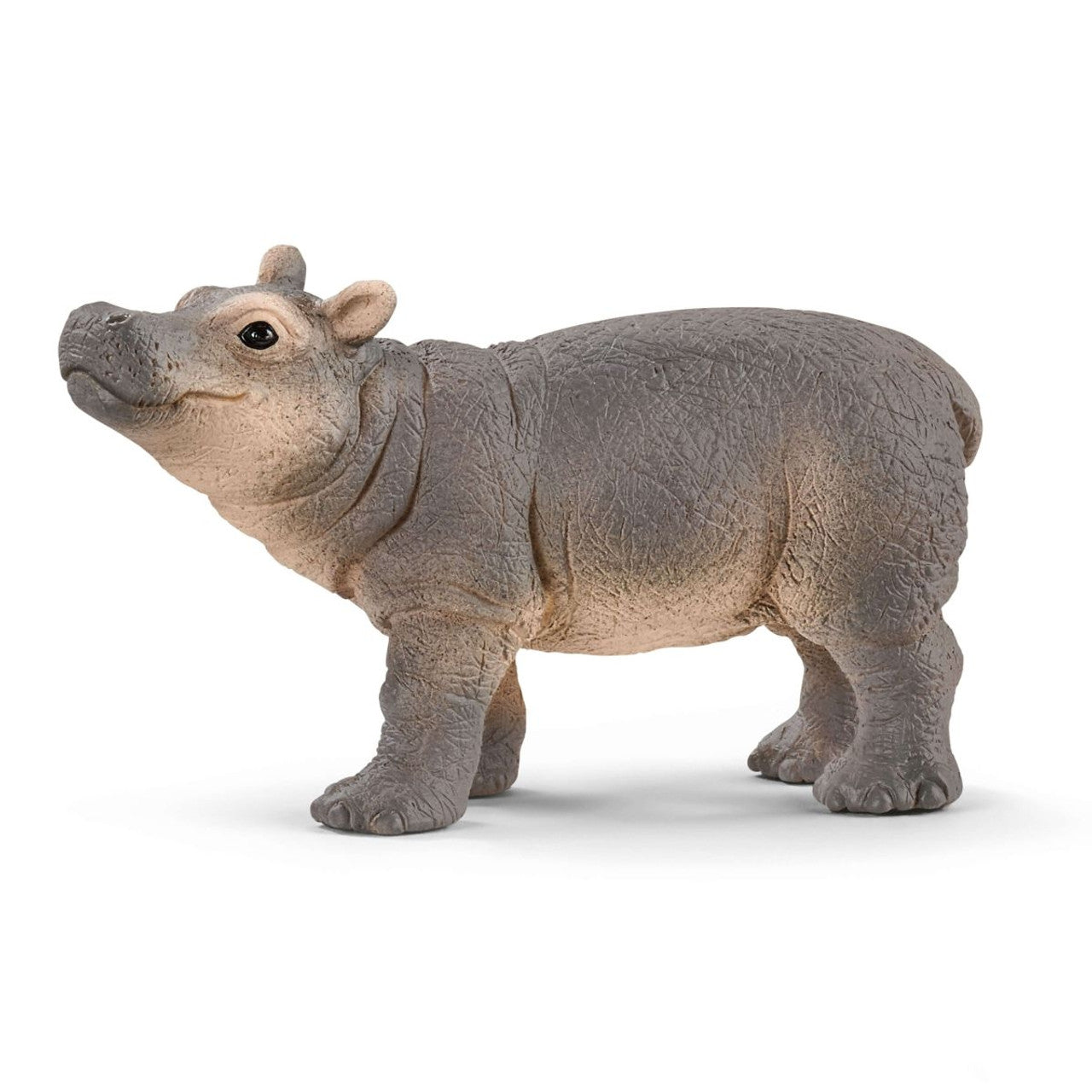 SC14831 Baby Hippopotamus