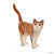 SC13836 Cat