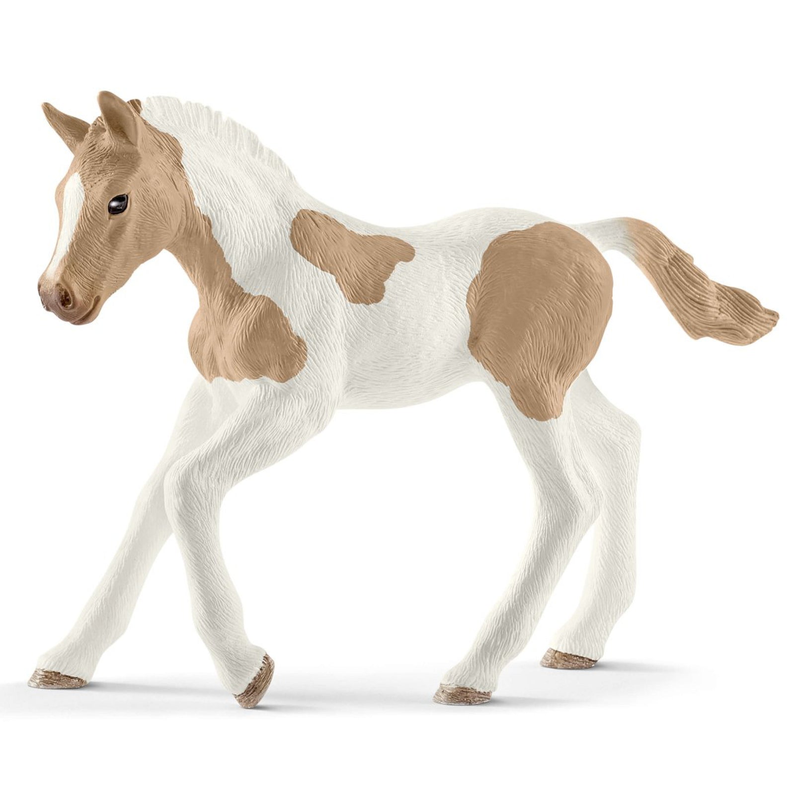 SC13886 Paint Horse Foal