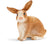 SC13827 Rabbit