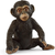 SC14884 Chimpanzee Cub