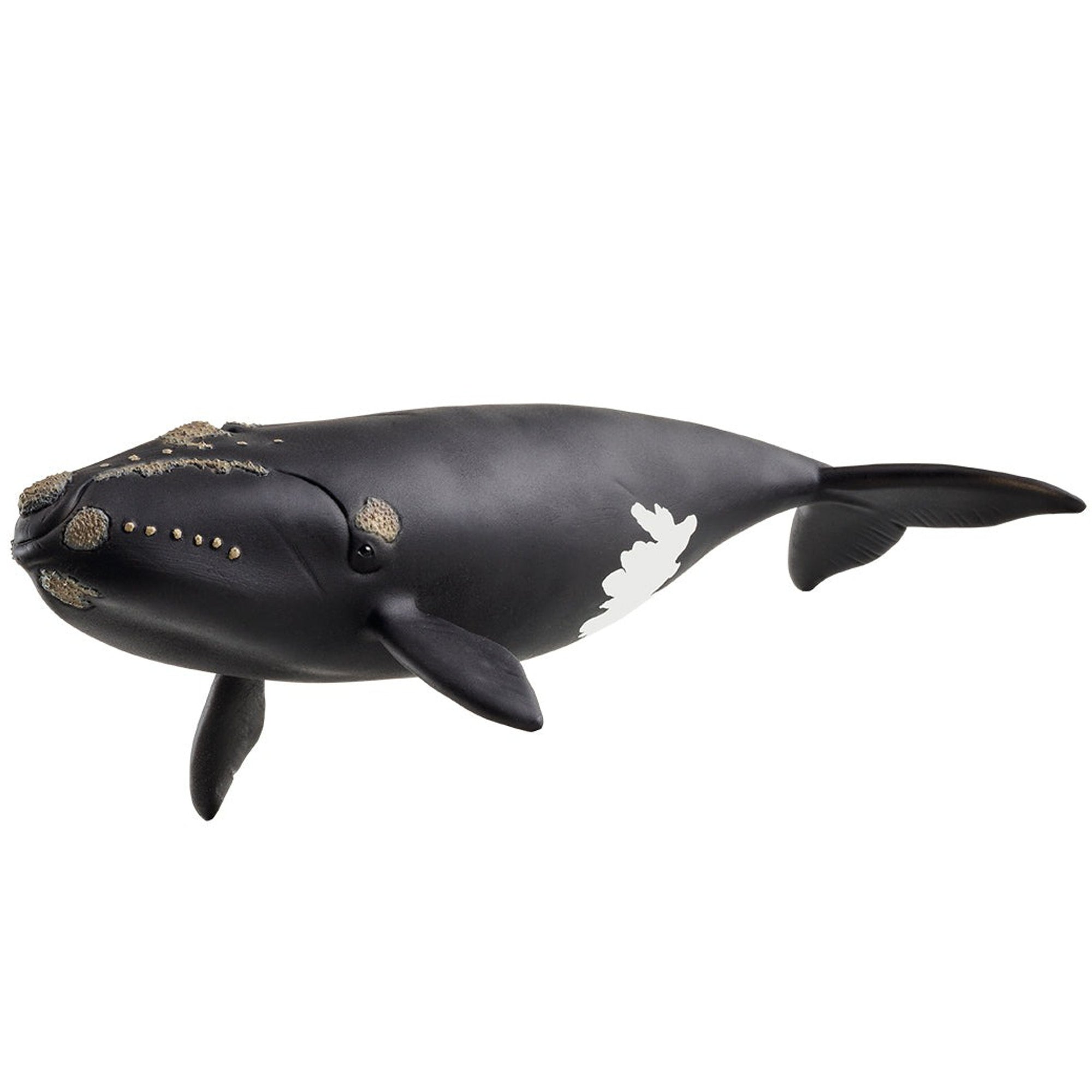 SC14878 North Atlantic Right Whale