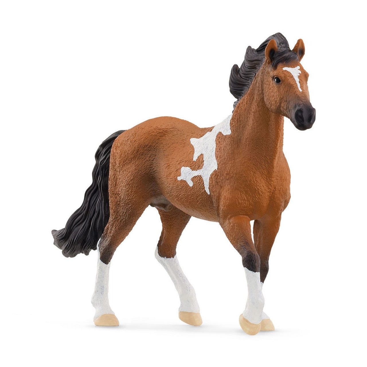 SC13978 Mangalarga Marchador Stallion