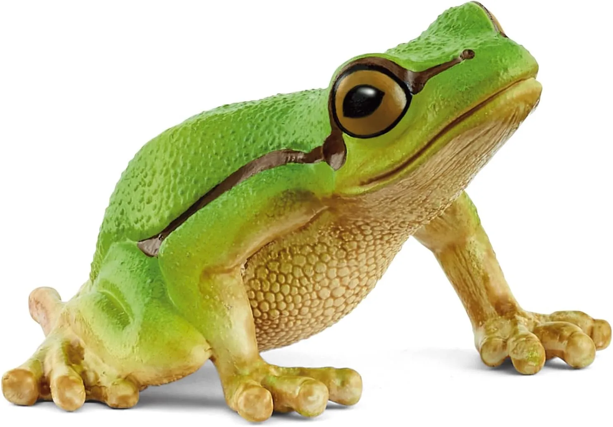 SC14882 European Tree Frog