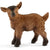 SC13829 Goat Kid