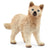 SC14881 Artic Wolf Cub