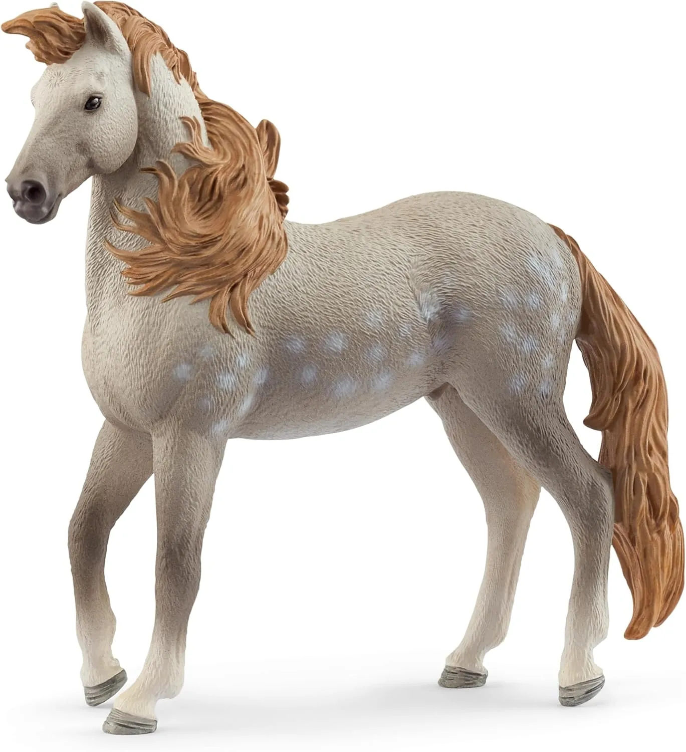SC14895 Andalusian Stallion