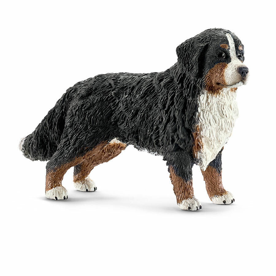 SC16397 Bernese Mountain Dog Female