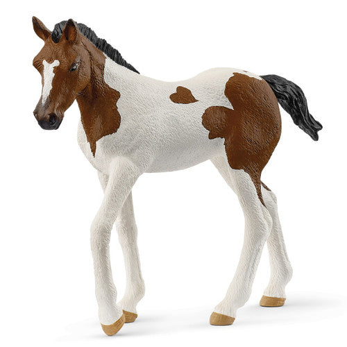 SC14899 Paint Horse Foal
