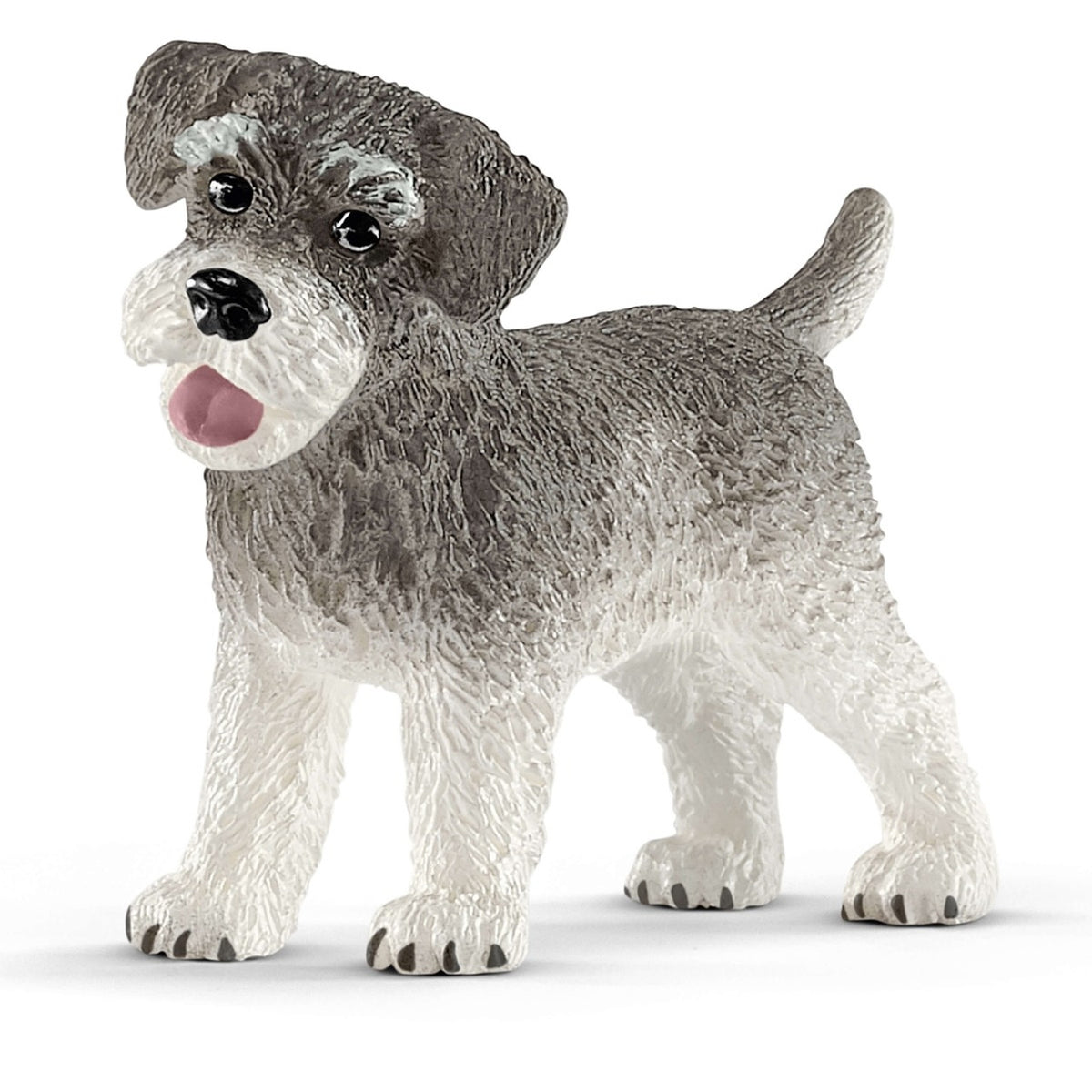 SC13892 Miniature Schnauzer