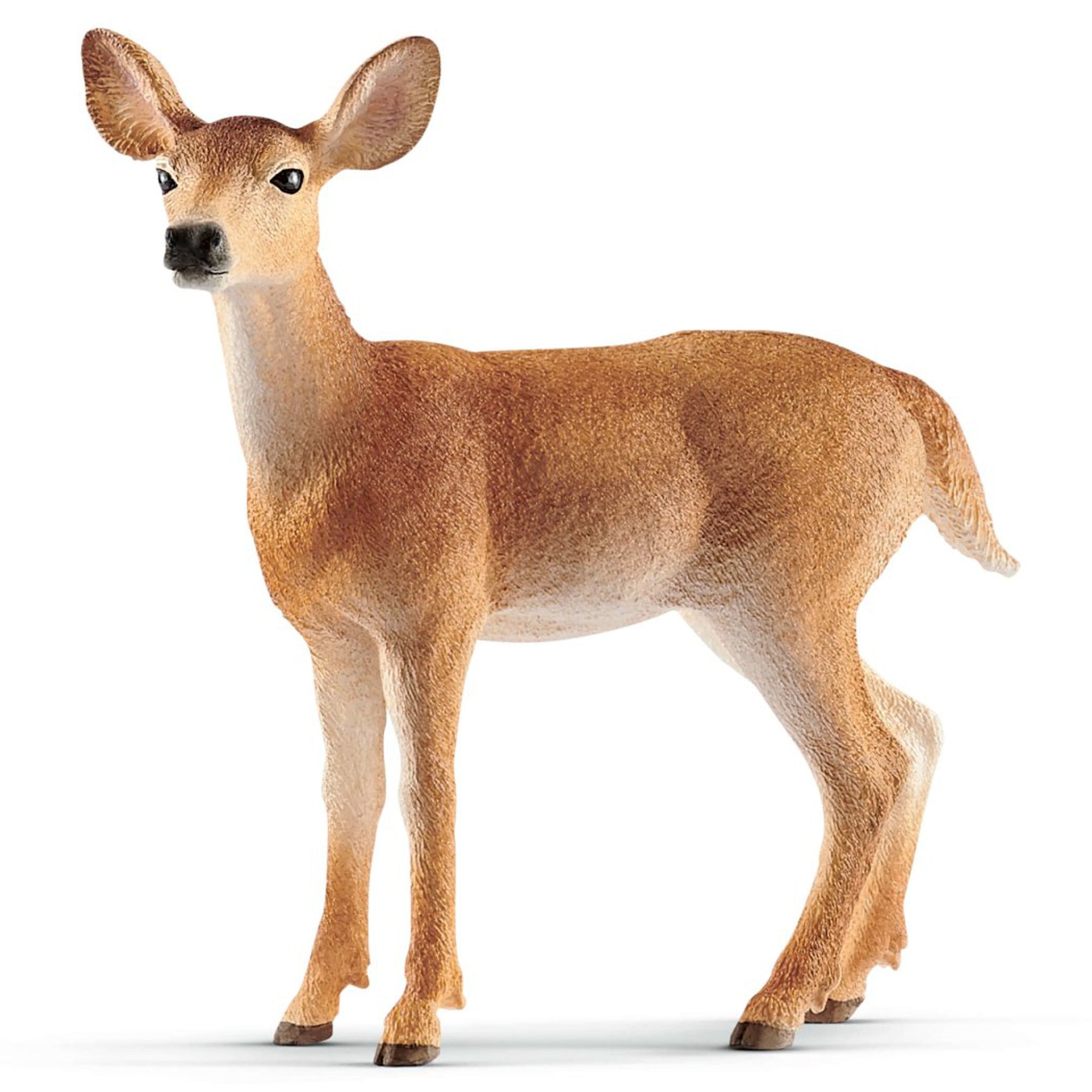SC14819 White Tailed Doe