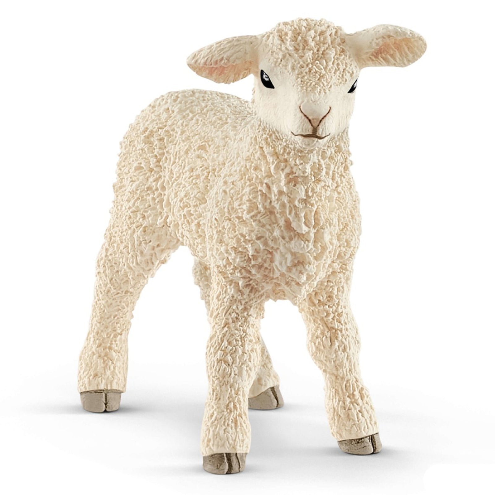 SC13883 Lamb