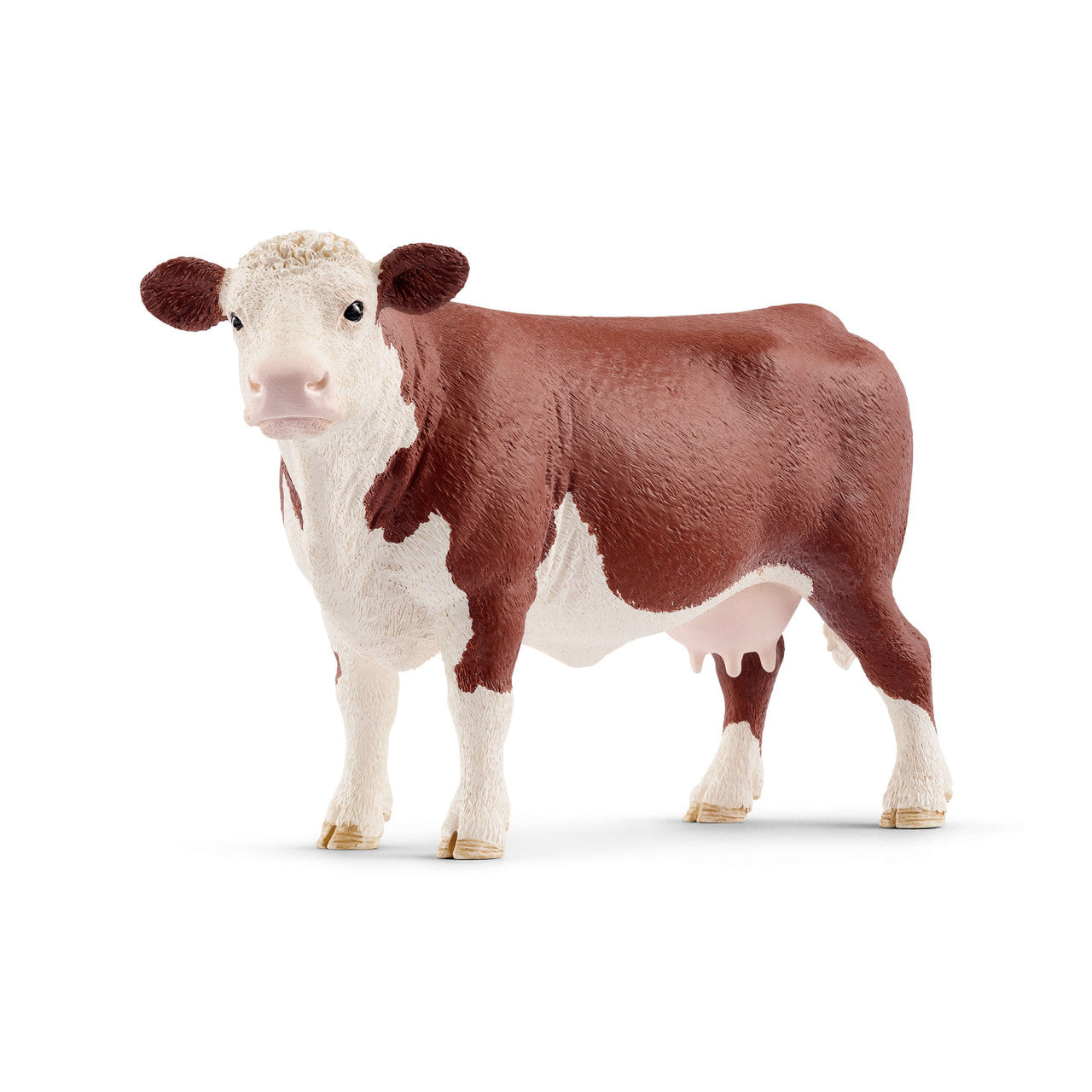 SC13867 Hereford Cow