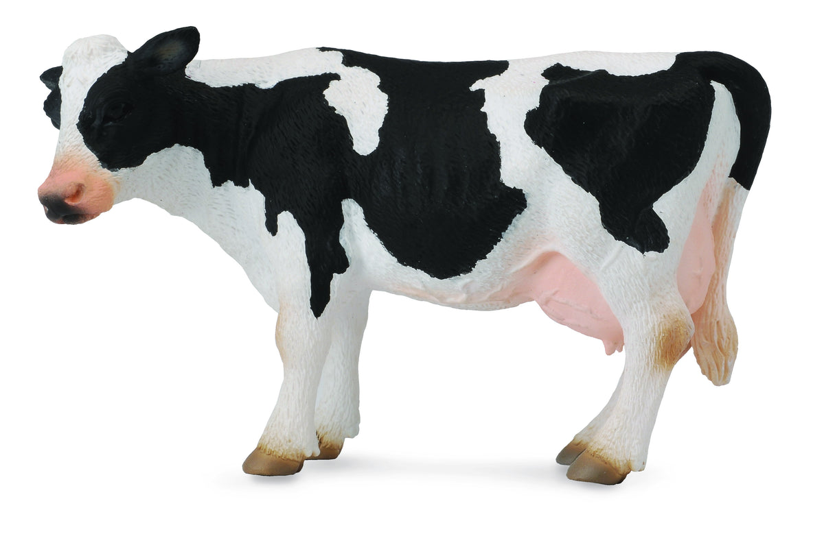 Co88481 Friesian Cow