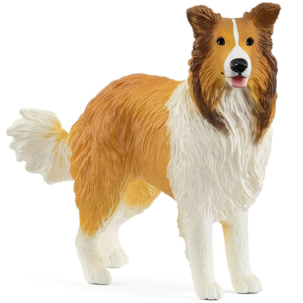 SC13998 Collie