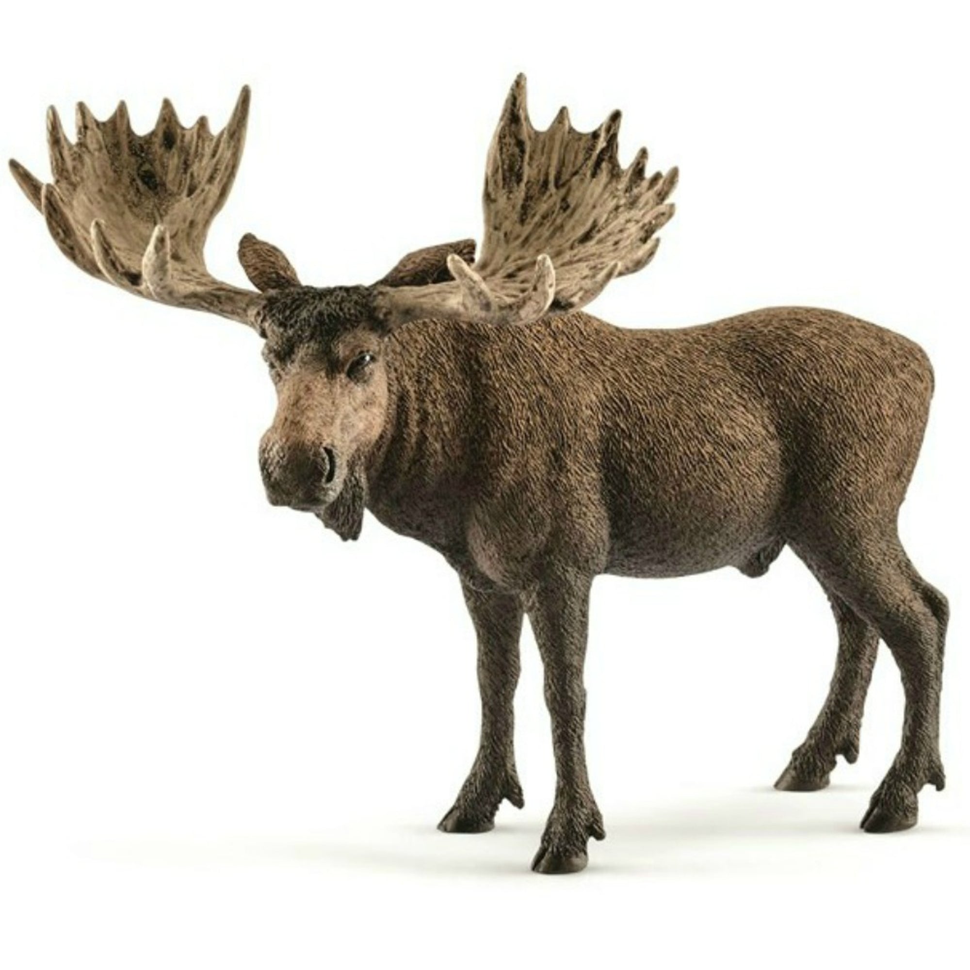 SC14781 Moose Bull
