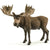SC14781 Moose Bull