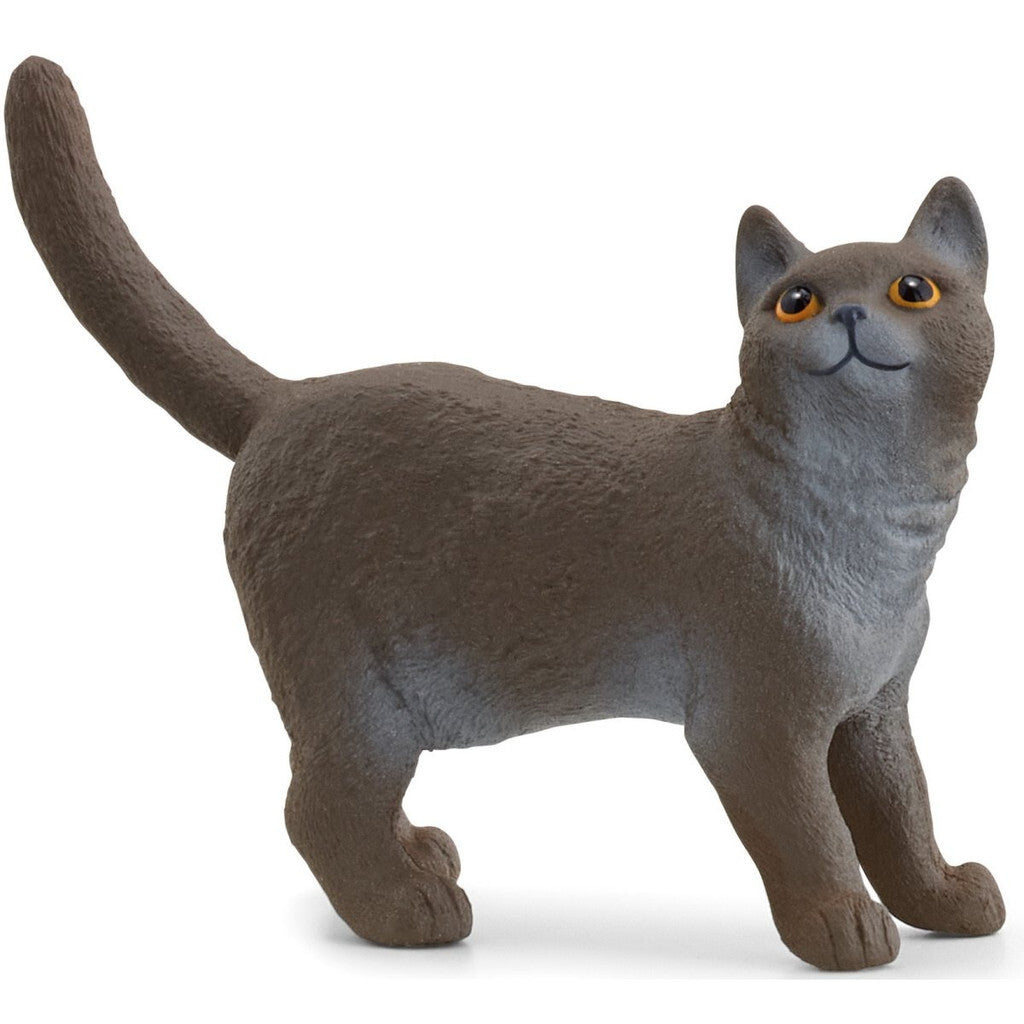 SC13973 British Short Hair Cat