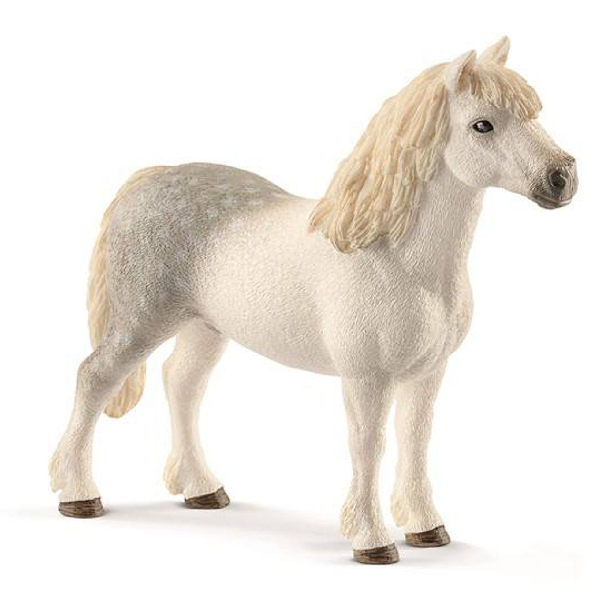 SC13871 Welsh Pony Stallion