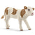 SC13802 Simmental Fleckvieh Calf