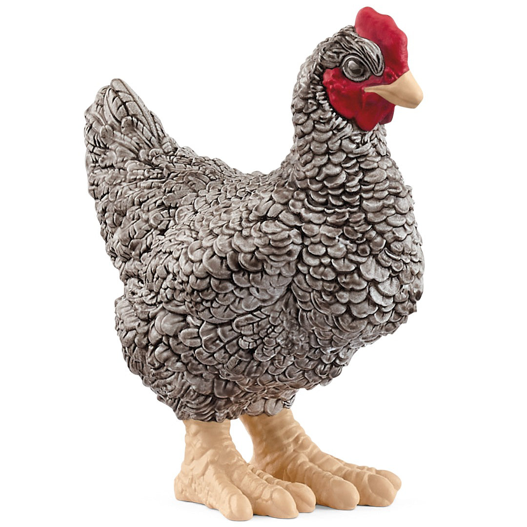 SC13997 Plymouth Rock Chicken