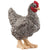 SC13997 Plymouth Rock Chicken