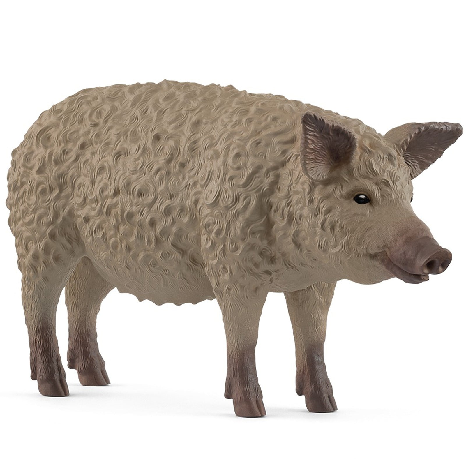 SC14892 Mangalica Pig