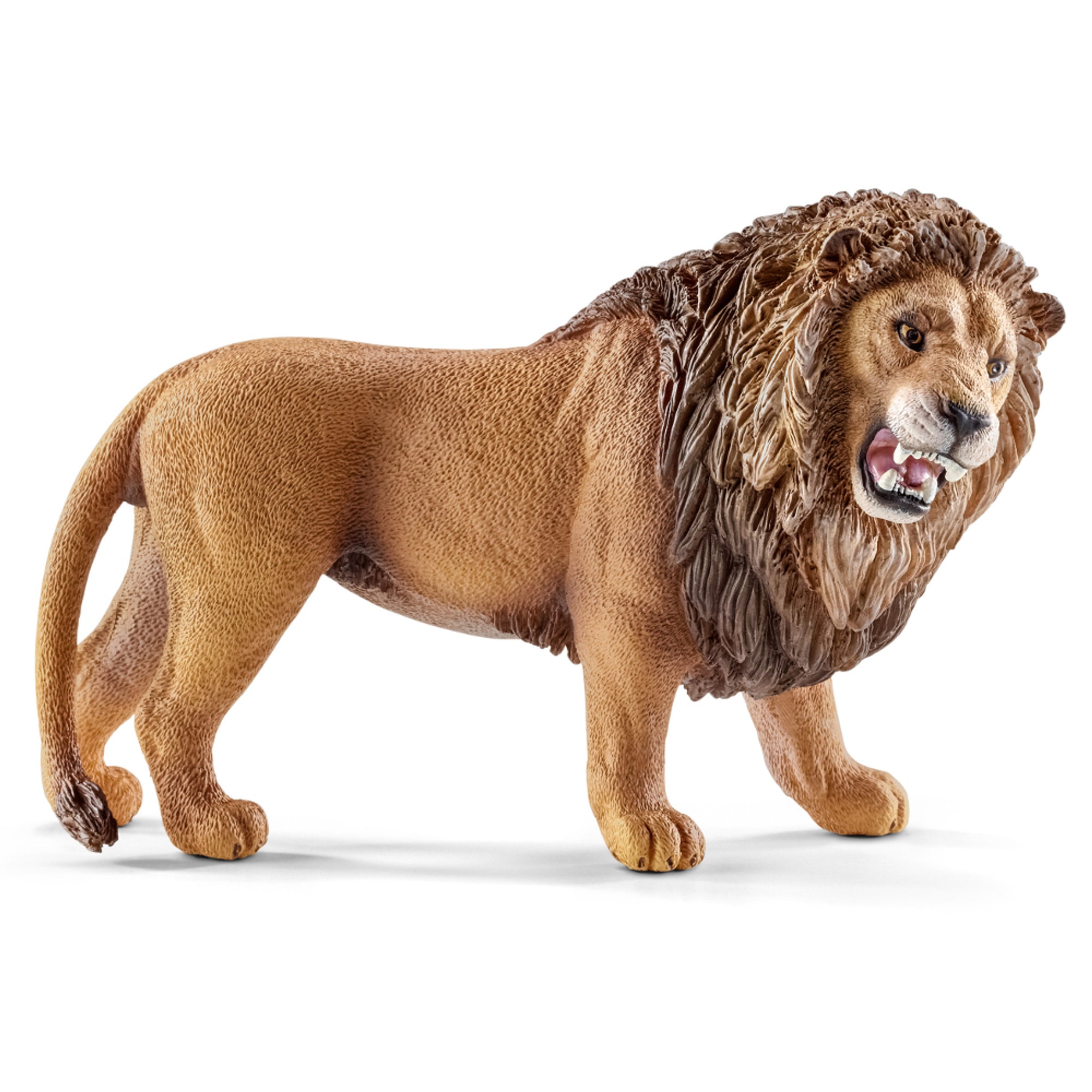 SC14726 Lion Roaring