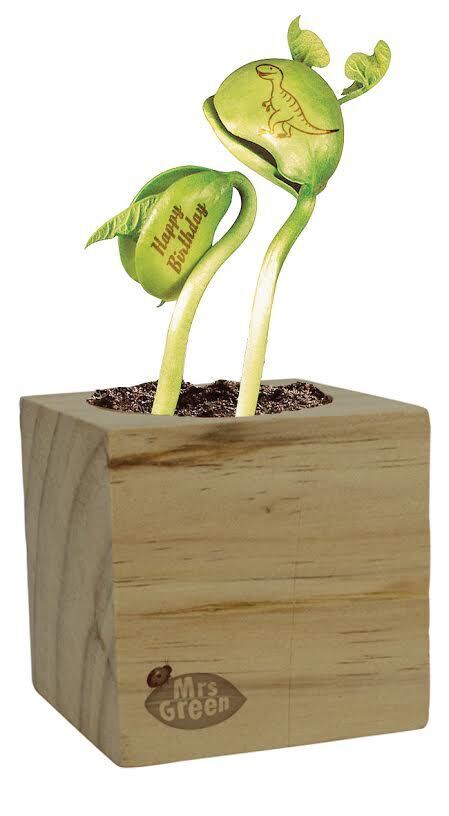 Mrs Green Magic Beans - Butterfly or Dinosaur Designs