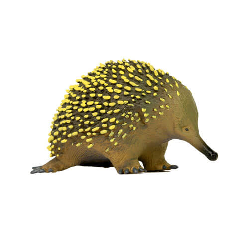 Animals Of Australia Large Echidna