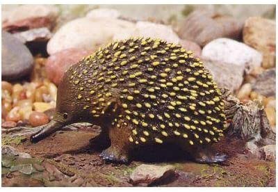 Animals Of Australia Large Echidna