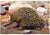 Animals Of Australia Large Echidna