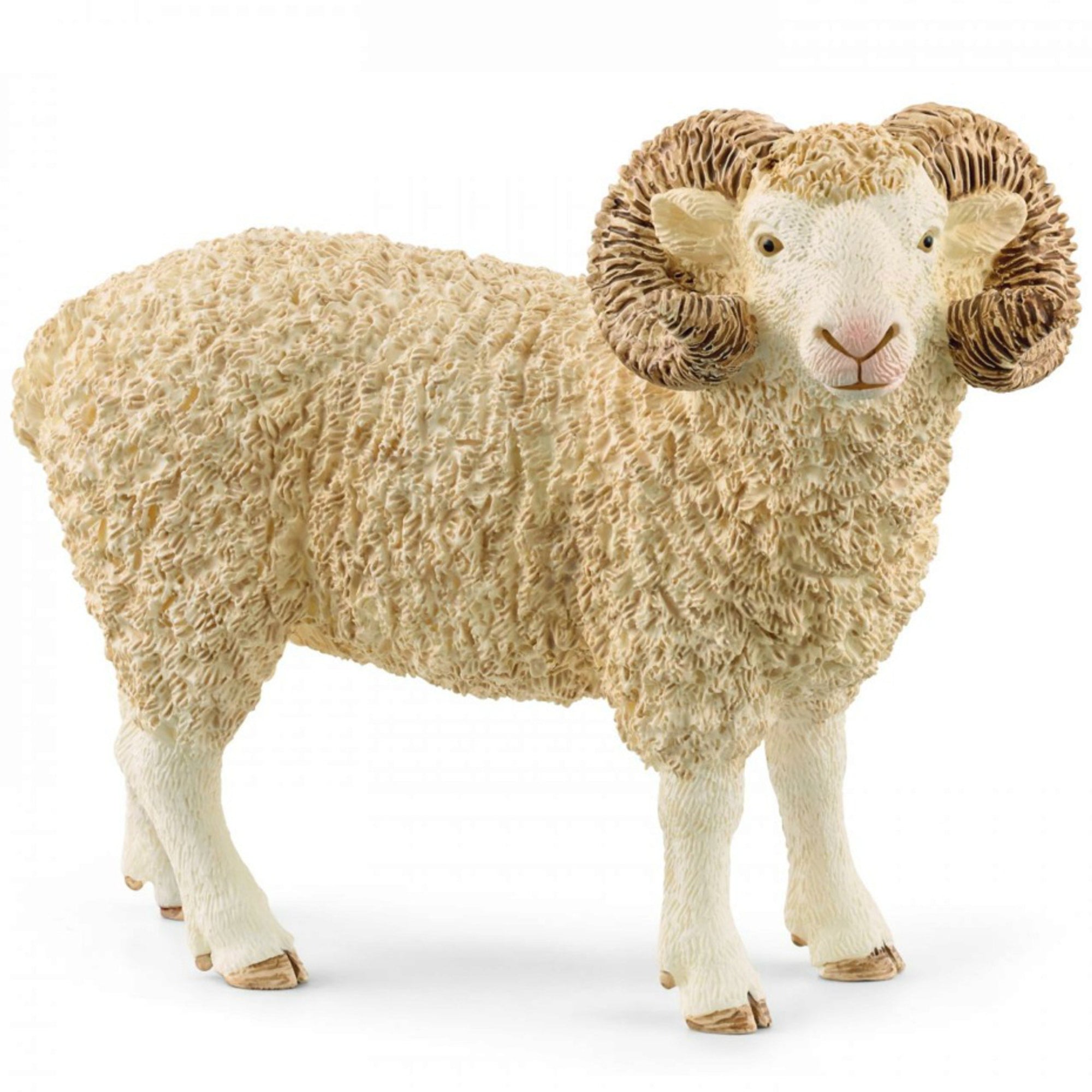 SC13937 Ram