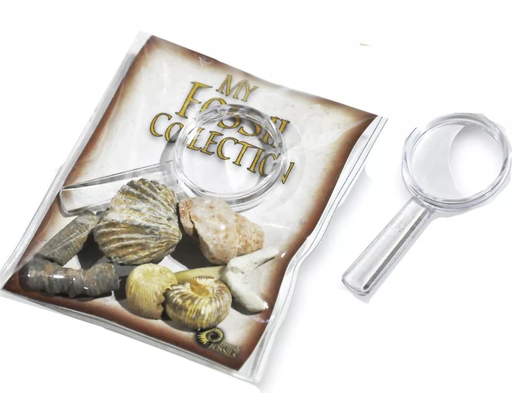 My Fossil Collection