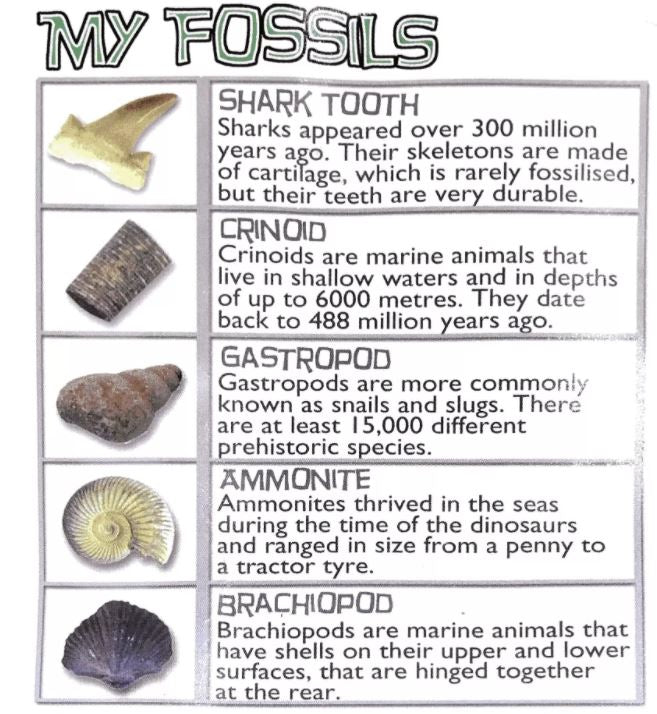 My Fossil Collection