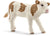SC13802 Simmental Fleckvieh Calf